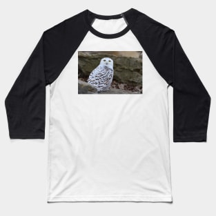 Snowy Owl Baseball T-Shirt